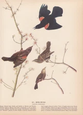 Audubon 1942 Vintage Birds #67 "Red Wing" Full Color Art Plate Lithograph Print