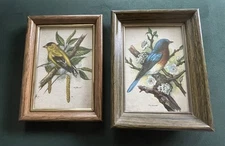 VTG BIRD Print lithos, P.H. Gonner, Blue Bird & Gold Finch, 5x7”, 2pcs,Framed!