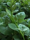 GREEN STEM MALABAR SPINACH 15 seeds vegetable garden