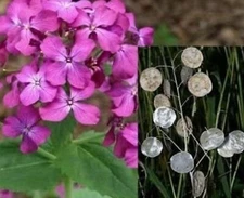 Money Plant Seeds Lunaria Annua Violet  50+ Seeds BUY 4 GET FREE  SHIPPING