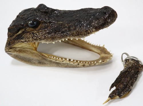 Authentic 5-6" Alligator Head Real Alligator Taxidermy & Gator Key Chain * VIDEO - Picture 22 of 24