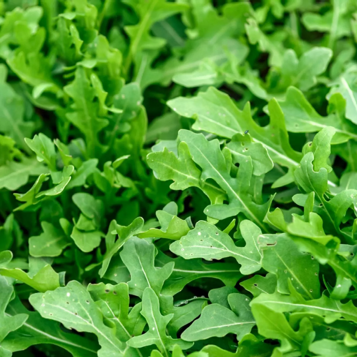 Arugula Roquette