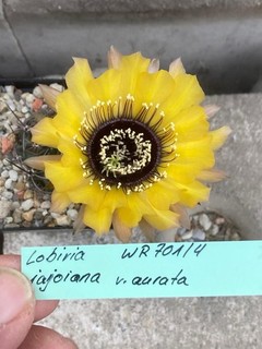 Lobivia jajoiana ssp aurata WR701 from Rausch Mat Rare Echinopsis Copiapoa Rebutia