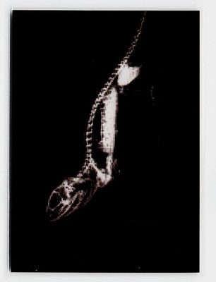 2024 Topps Allen & Ginter #XR-6 Bearded Dragon X-ray'd