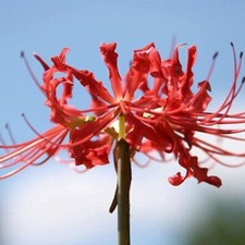 20X Red Spider Lily Seeds Lycoris Radiata Flower Garden Plant Decoration Seed