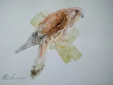 Sparrowhawk, Birds, Watercolor artwork, Handmade, Original painting on paper