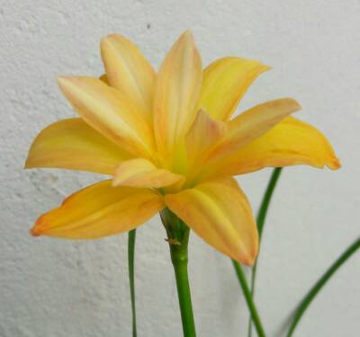 【Lily】 Double-Flowered Rain Lily Bulb🌜Zephyranthes Yanti Chandra