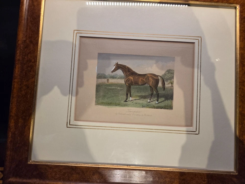 Tre stampe antiche cavalli inglesi 1888 - Immagine 3 di 4