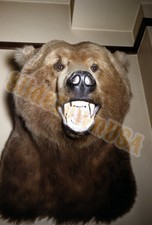 Vtg 1954 35mm Slide Brown Bear Taxidermy Museum Juneau Alaska X-8104