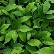 American Pawpaw Tree bare-root seedling