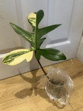 Stunning Philodendron Florida Beauty Variegated Cutting rooted in moss