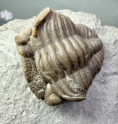 NICE Eldredgeops Trilobite  ~ Silica Formation ~ Ohio ~ Devonian Period