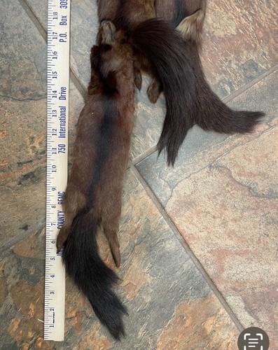 VINTAGE FIVE FULL PELTS MINK BOA WRAP STOLE COLLAR WITH CLOUSER