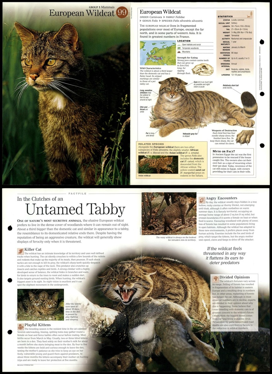European Wildcat #99 Mammals Discovering Wildlife Fact File Fold