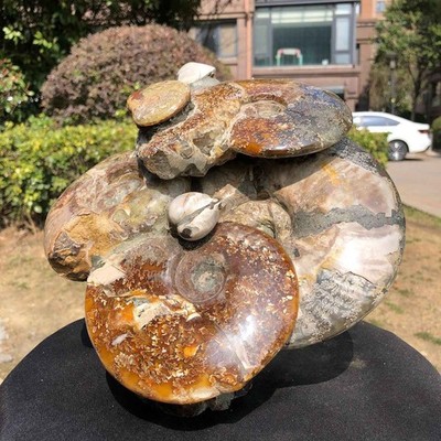 8.99LB Large Natural Beautiful Ammonite Fossil Conch Crystal Specimen Healing