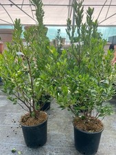 ARBUTUS UNEDO COMPACTA/STRAWBERRY TREE 1.2 METERS HIGH IN A 15