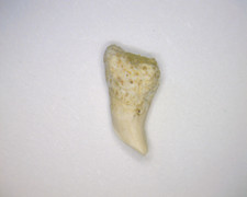 Cetorhinus maximus Fossil Shark Tooth, Bakersfield CA, Basking Shark