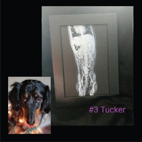 Cornice 4x6 foto cane stampa a raggi X stranezze decorazione insolita ossa spina dorsale scheletro doxie - Foto 2 di 2
