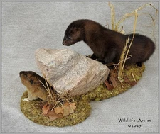 Mink & Gopher Taxidermy Mount Bobcat Fox Raccoon Lynx Hunting Wildlife-Artist