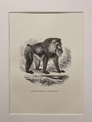 ANTIQUARIUS STEEL ENGRAVING MONKEY GIBBON ORANG - OUTANG CHIMPANCE AFRICA...