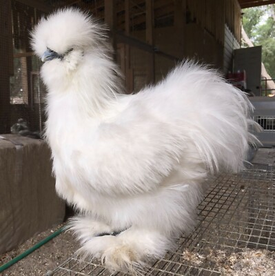 6 Bearded Silkie Hatching eggs variety  from color separate pen ''NPIP''