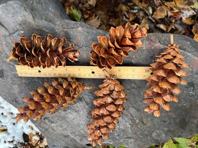 Pinnees Pinecones. Northern Minnesota White Pine 30 count. WASHED, BAKED. Shiny ...