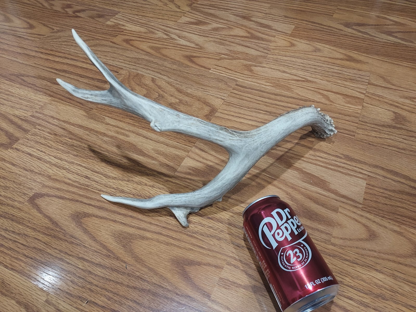 Mule Deer Antlers. Deer Sheds. Elk Antlers. Taxidermy. Crafts eBay