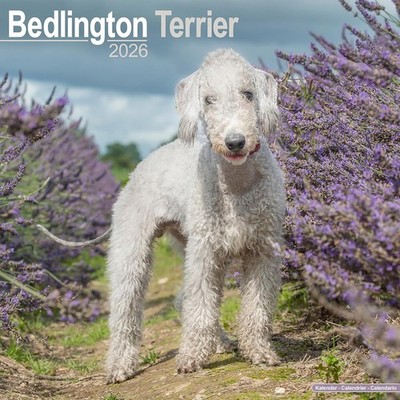 BEDLINGTON TERRIER - 2026 WALL CALENDAR - BRAND NEW - 06117