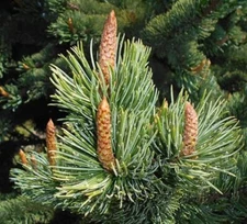 Bristlecone Pine Tree Seeds for Planting (30 Seeds) - Pinus aristata