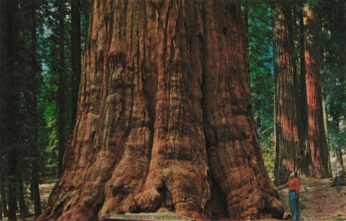Giant Sequoia California Redwoods Postcard M62 - Picture 1 of 2