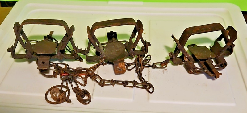 3 Double Coil Spring traps  Square Jaw   1 3/4
