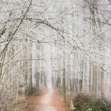 FROZEN DESIRE Fragrance Oil to craft Candles Soaps Lotions Bath products