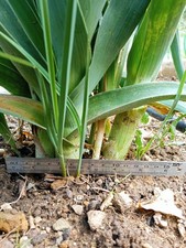 Belgian Perennial Leek |  Allium porrum / ampeloprasum | 30+ seeds