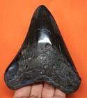 New ListingMegalodon Shark Tooth - Shark Teeth - Real Fossil - 4.43 Inches - Megladone