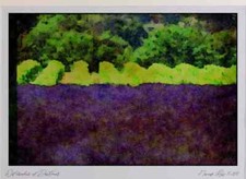 Rural Village France 174046 Lavender Field In A Vineyard Near Valensole Limited