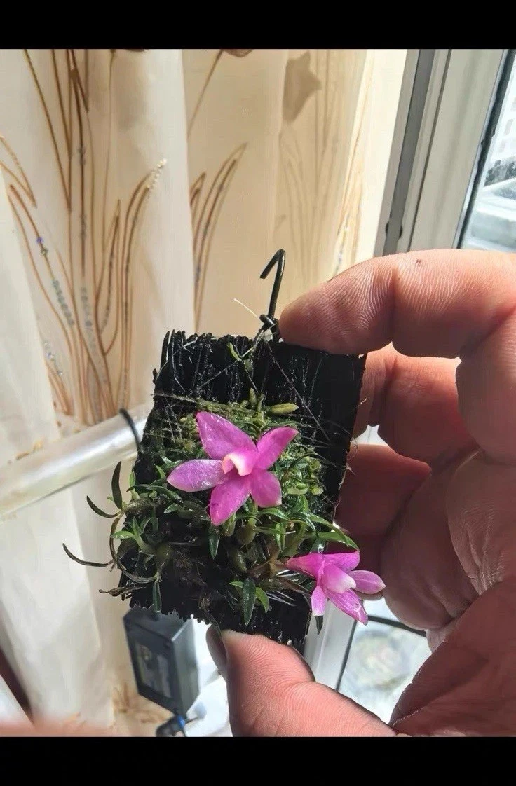 Dendrobium cuthbertsonii FMuell Rare Species Orchid New Guinea Established Plant
Opens in a new wind