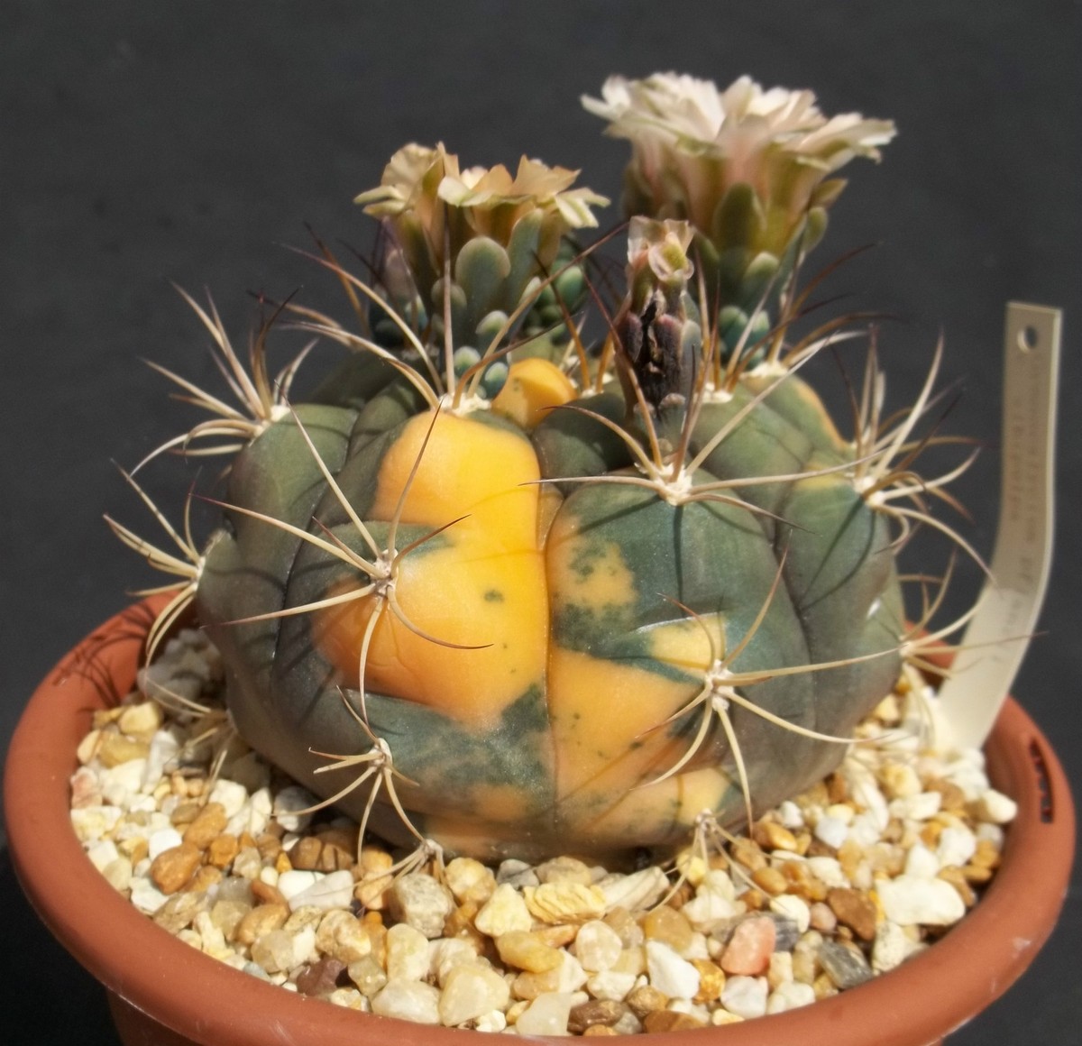 GYMNOCALYCIUM PFLANZII v ALBIPULPA f VARIEGATED rare cactus seed