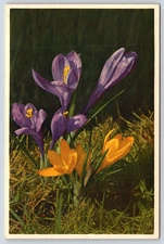 Safran Zafferano Crocus Flower Vintage Postcard
