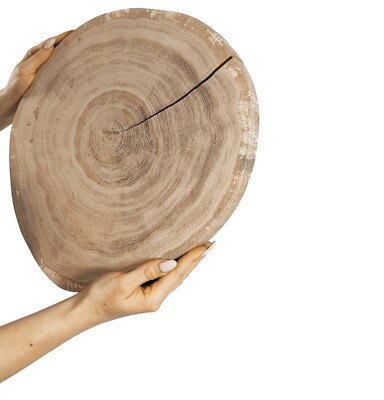 Baumscheibe Holzscheibe OHNE  Rinde  geschliffen Fi 15-35 cm; 2-6 cm / EICHE