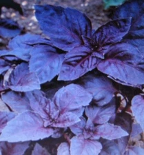DARK OPAL BASIL* 100 SEEDS* GOURMET * CULINARY *