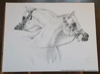 Araberhengst Ansata Halim Shah * Heidi Frank * Kunstdruck 32x45 cm * LIMITIERT