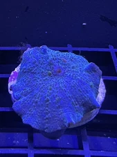 Live Coral Mushroom Blue Aussie 1 Head