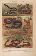 Chromo-Lithografie 1894: Gift-Schlangen. Plattschwanz-Klapperschlange Amphibien