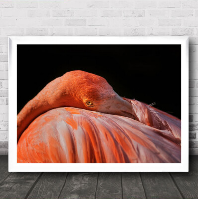 I Can See You Flamingo Flamingos Tier Tiere rot rosa Vogel Wandkunstdruck