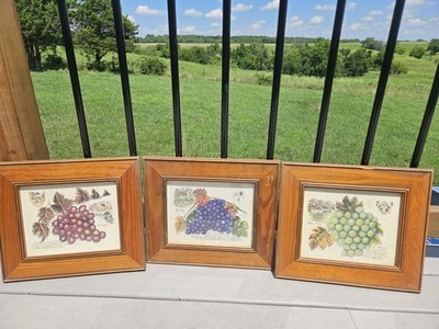 Lot Of 3 Pier 1, Wine Grapes Of The World Framed Prints By Lorraine Rossi
