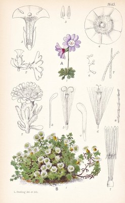 Primula Bella China Blume Botanik flower botany lithograph Curtis 9145