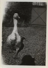 ANTIQUE PHOTO - VINTAGE SNAPSHOT - ANIMAL GOOSE SHADOW JAR - GOOSE 1945