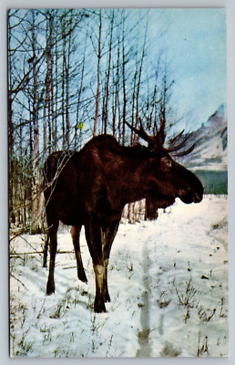 Full Grown Bull Moose In Winter Scene Snow White Burch Trees c1970 Postcard
