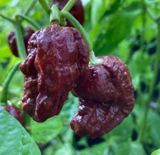 15 Authentic Harvest of Super-Hot 7-Pot Douglah Prime Pepper Seeds-C 02