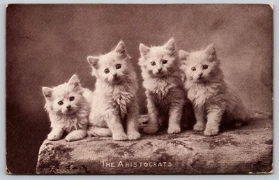 1909 ''THE ARISTOCRATS'' Cute Kitty Cats Postcard M T Sheahan Boston AA754
